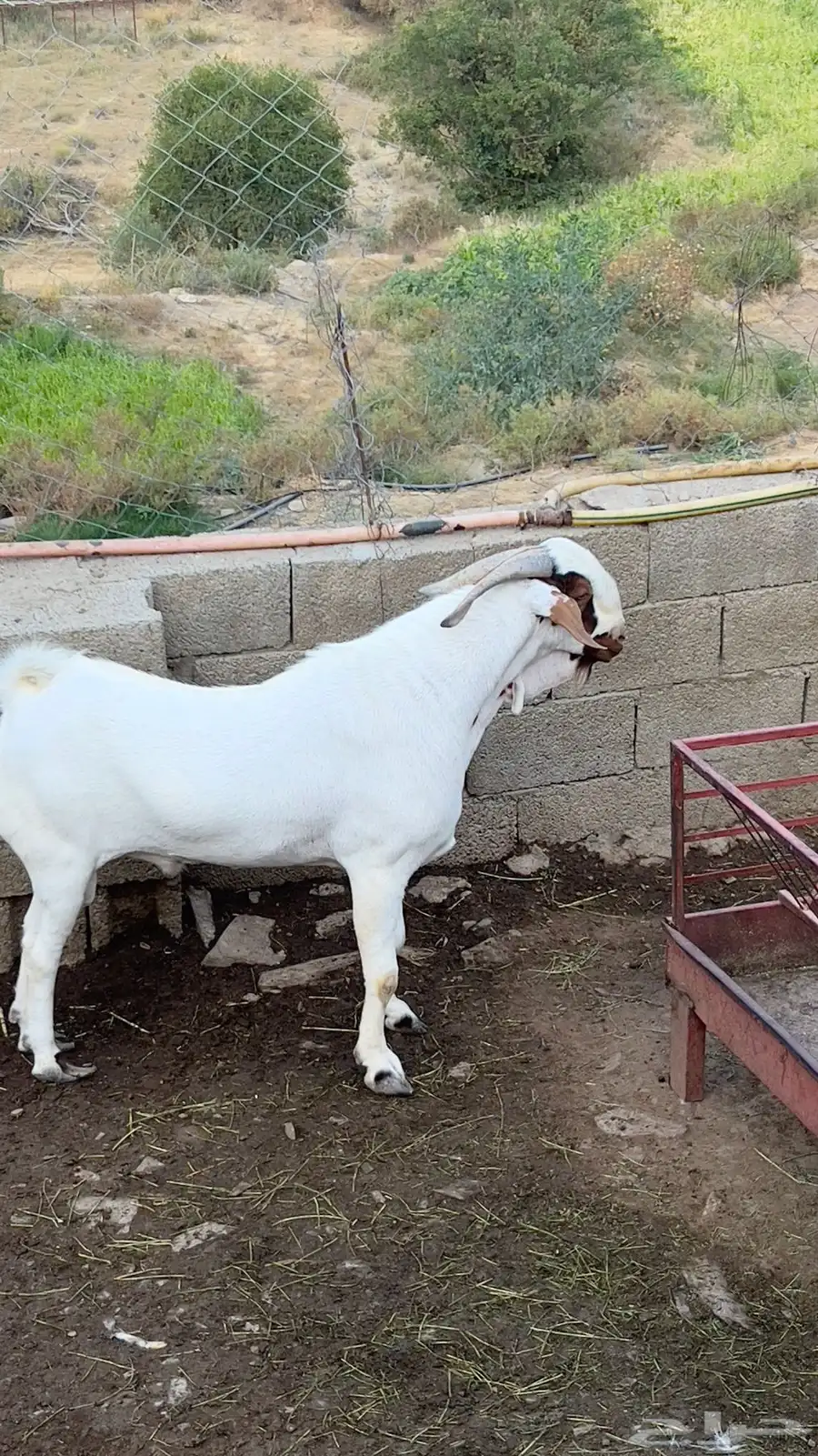 تيس بيشي صنف الصنف 0