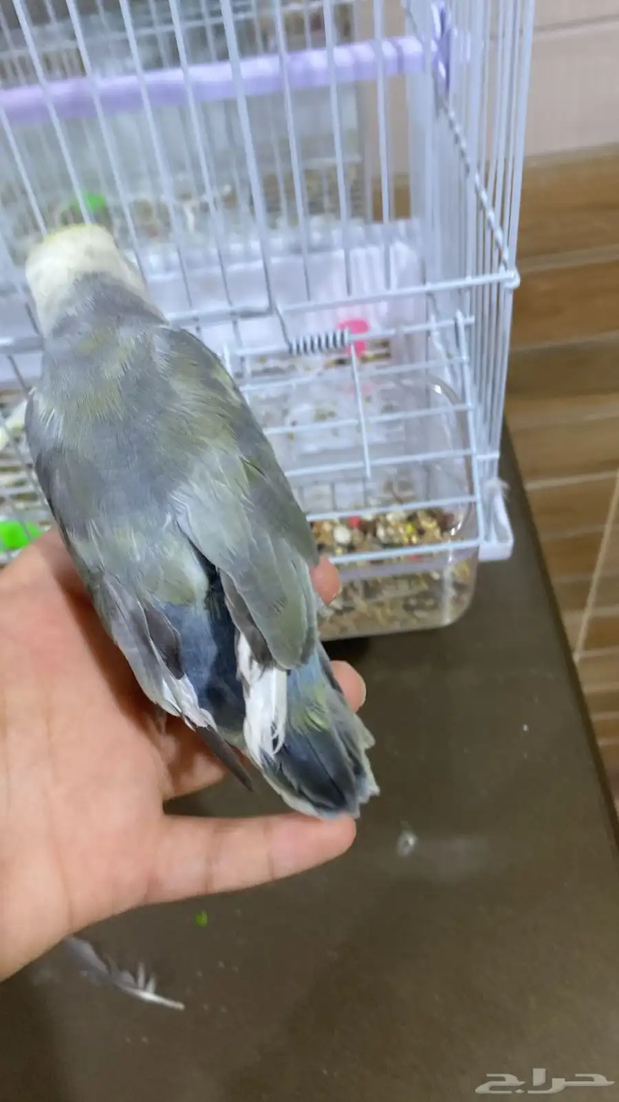 طير روز 0