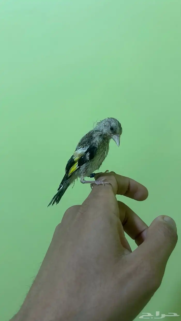 فرخ حسون((تم البيع)) 1