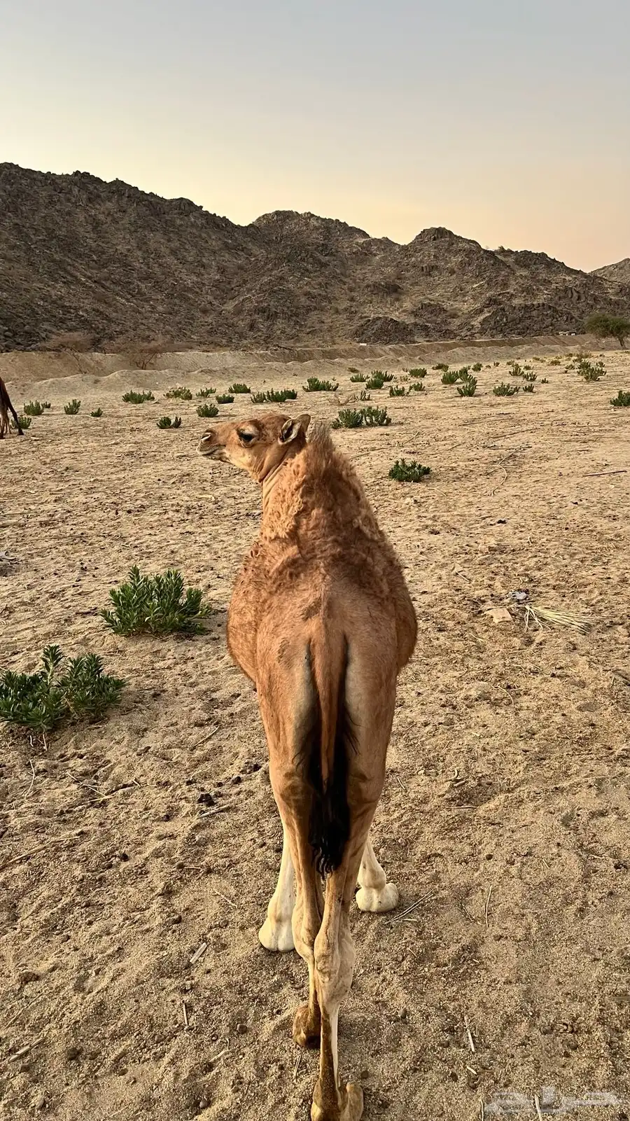 حشو لباني للبيع 2