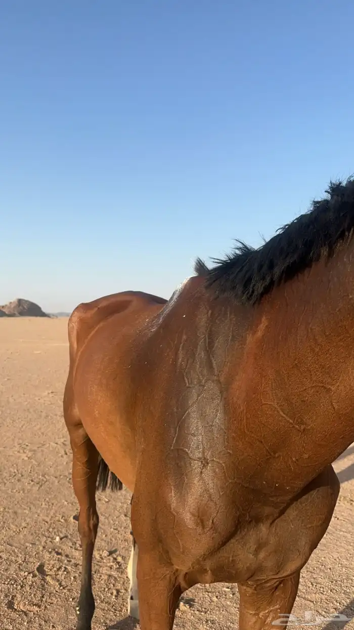 فرس شعبيه 3