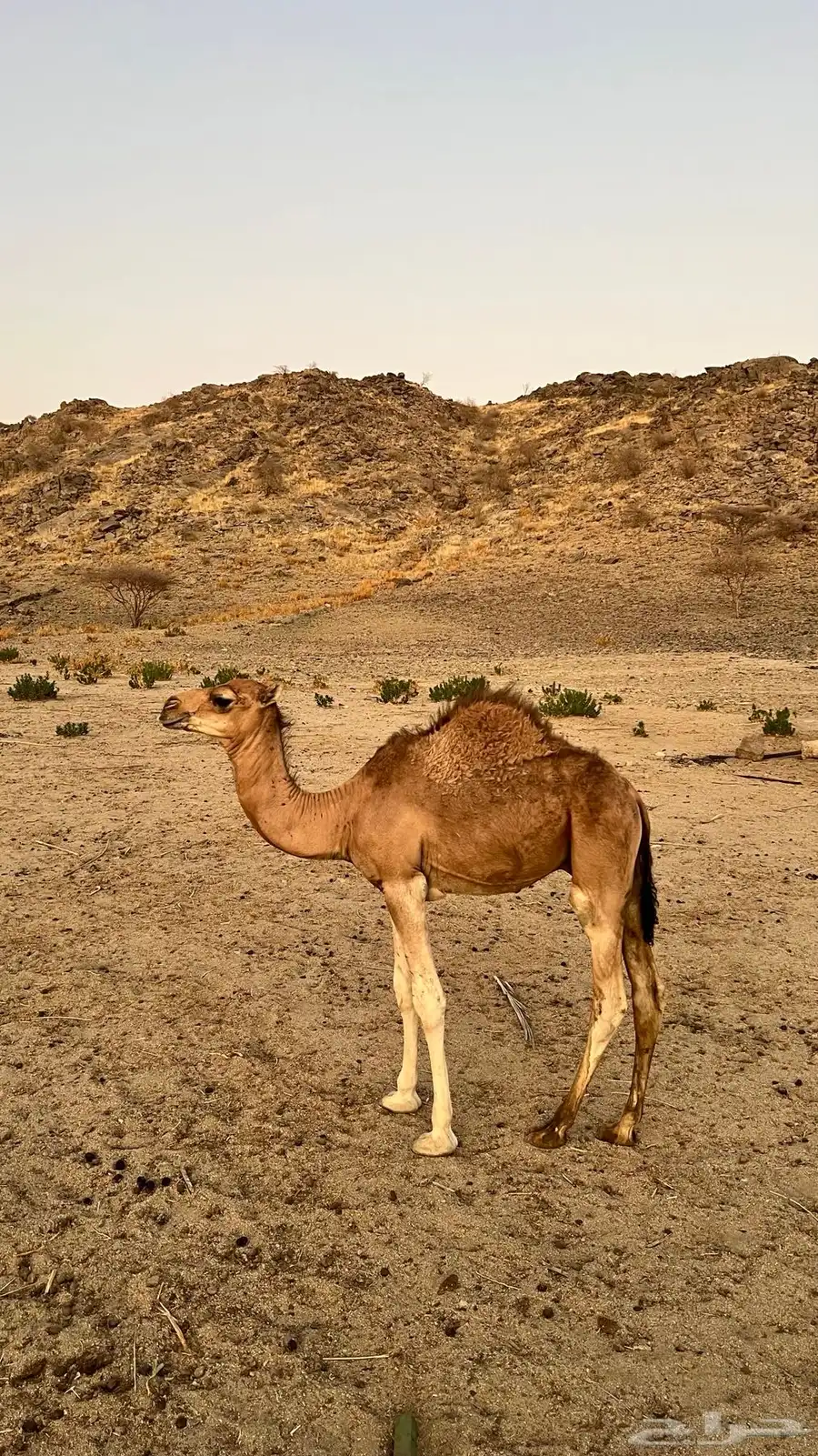 حشو لباني للبيع 1