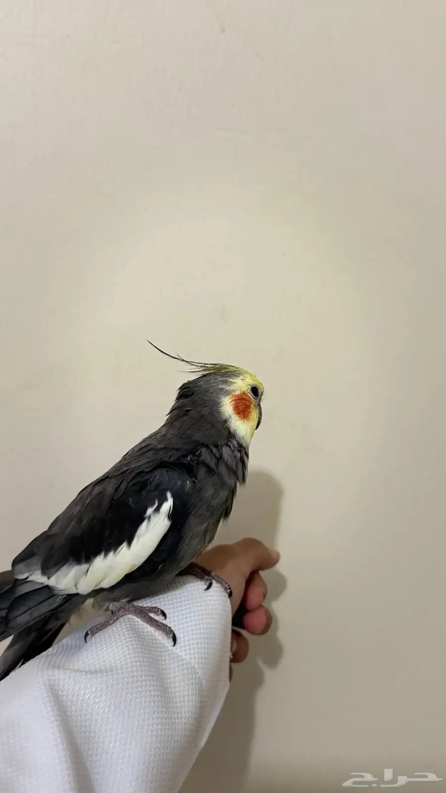 للبيع طير كروان اليف 1