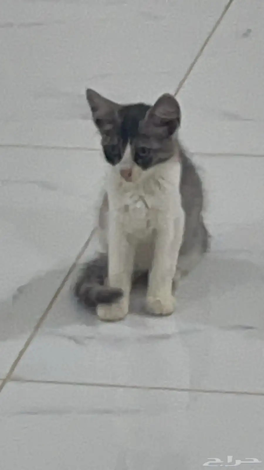 قطط 11