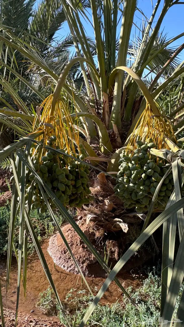 صيف مزرعة لبيع 4