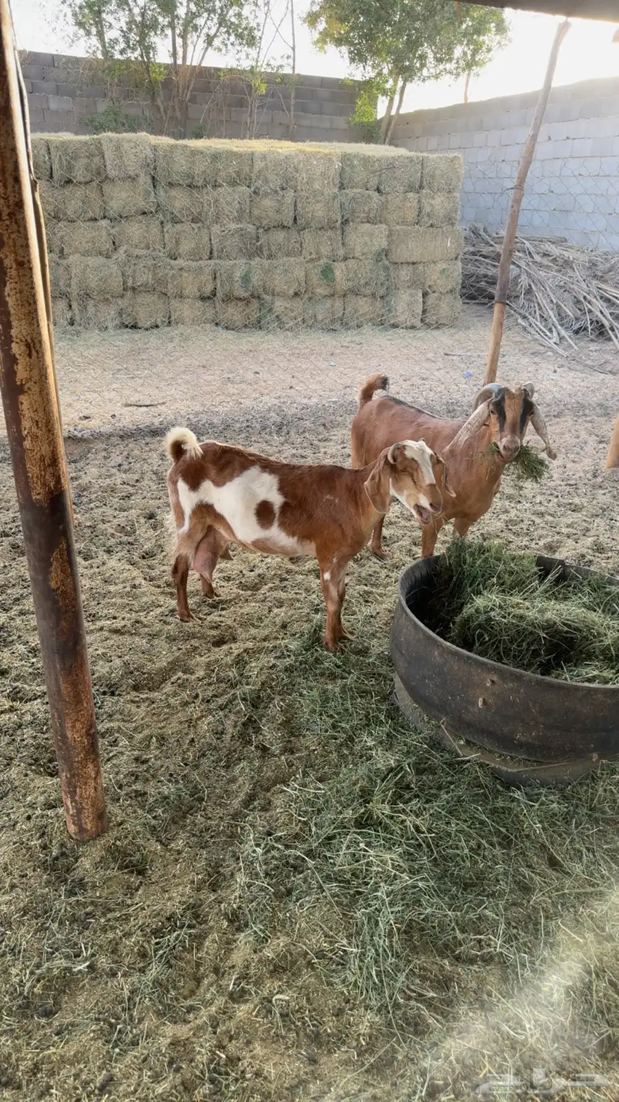 معزى حليب وسمان شحم 0