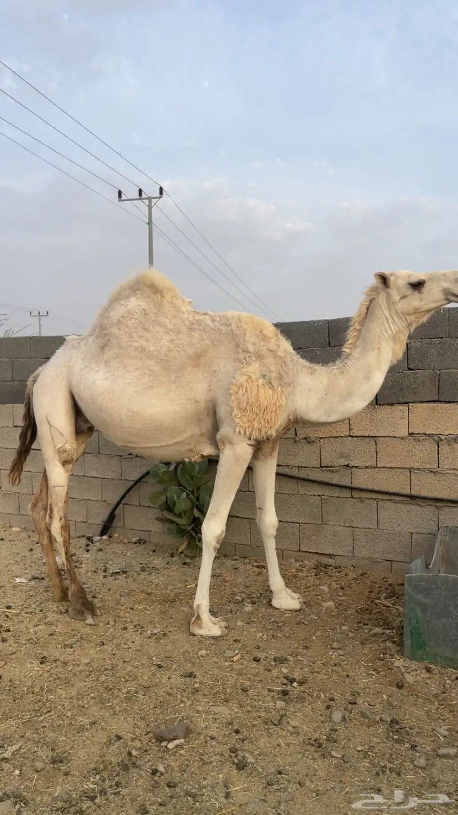 ناقة لقحة للبيع 2