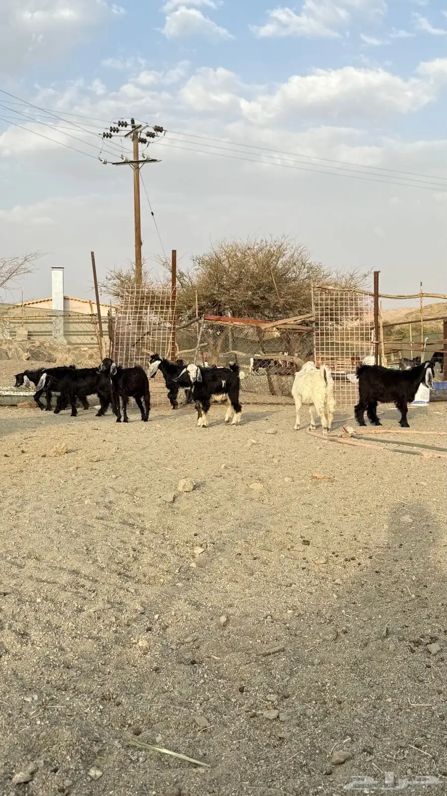 تيوس عارضية كفوا 1