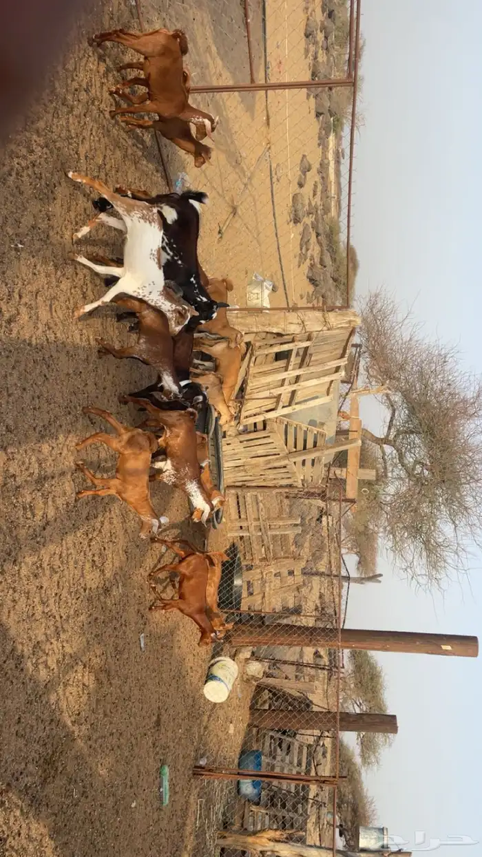 تيوس جنوبية 0