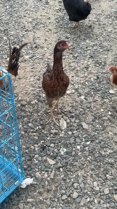 دجاجه باكستاني وديك بلدي للبيع 1