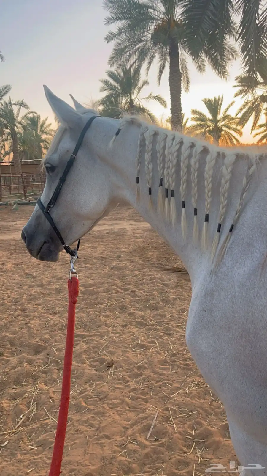 فرس شعبيه 13