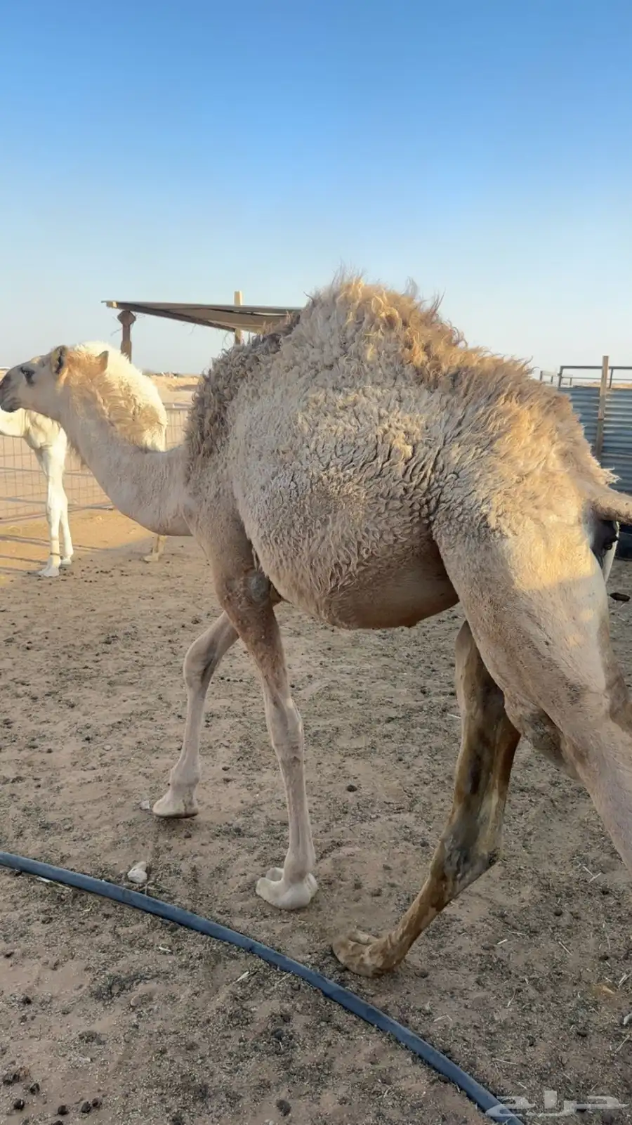 بكره مفروده 0