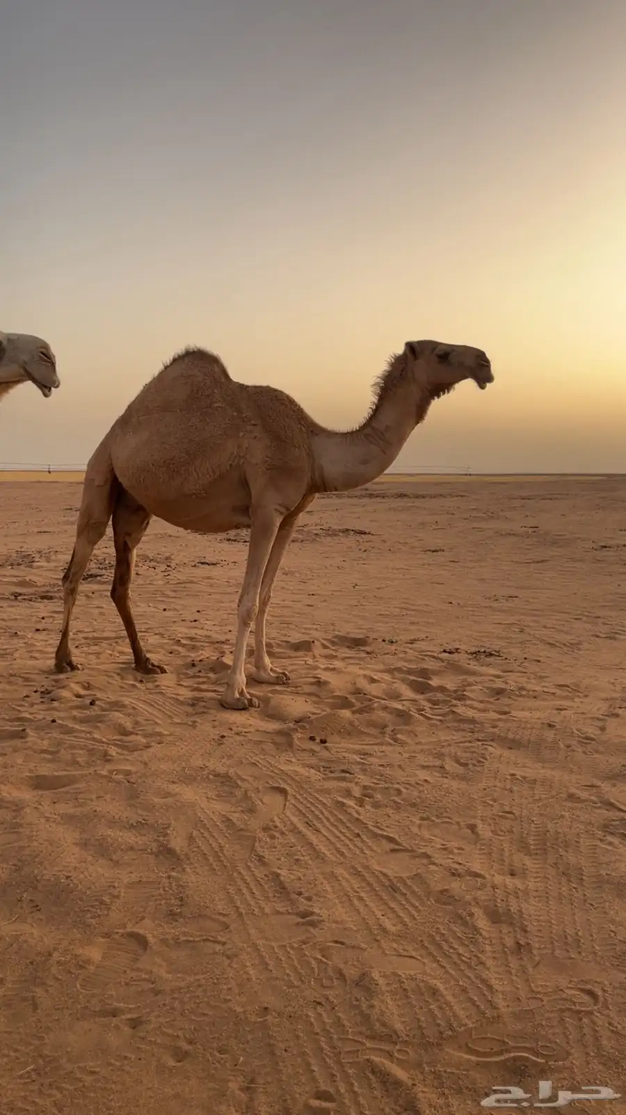 قعود ( حق ) تمامي 2