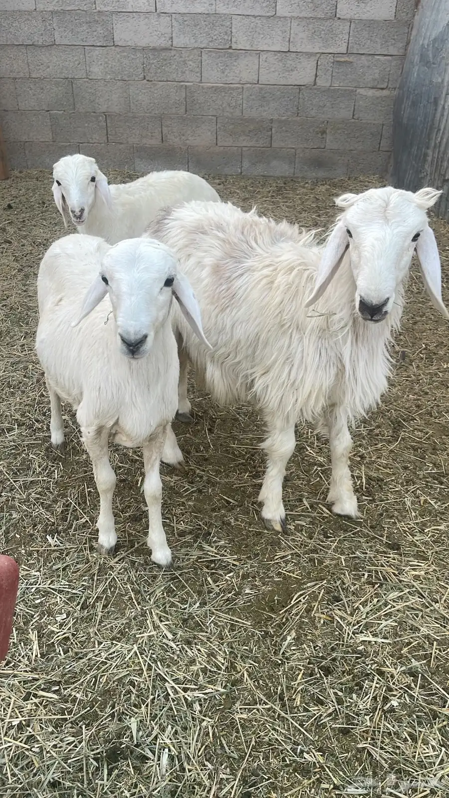 طليان 1