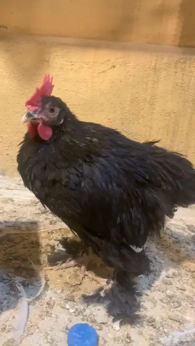 دجاج زينة مشكل 11