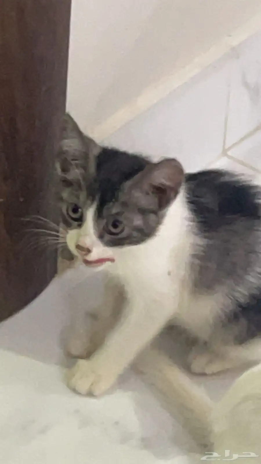 قطط 10