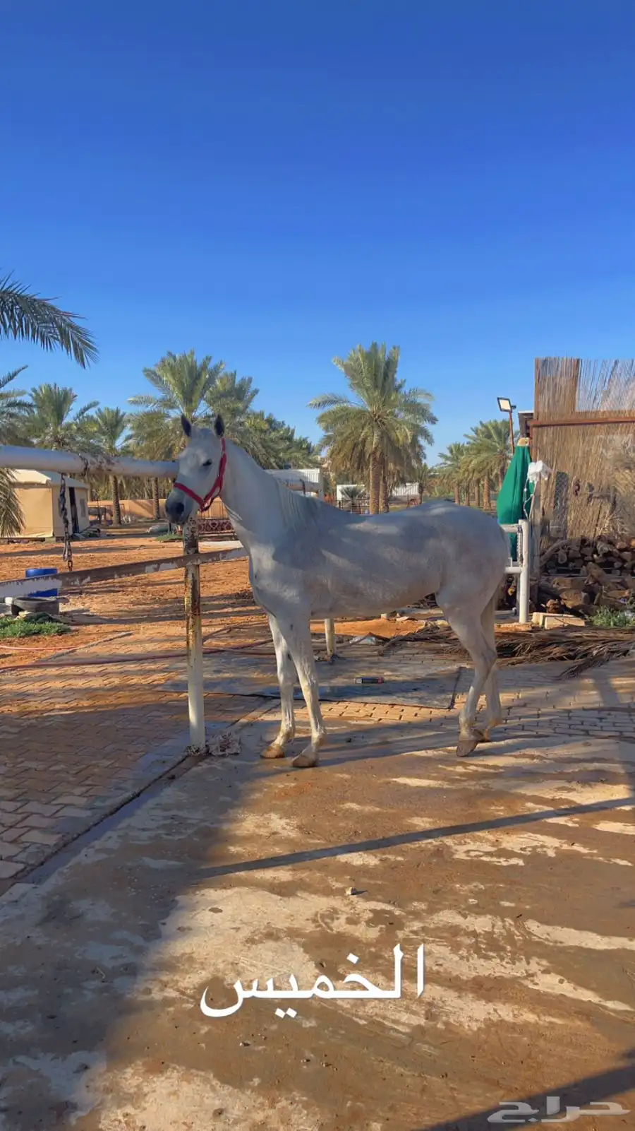 فرس شعبيه 8