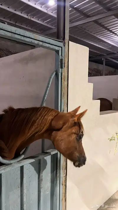 مهر عربي اصيل نسب فاخر 6