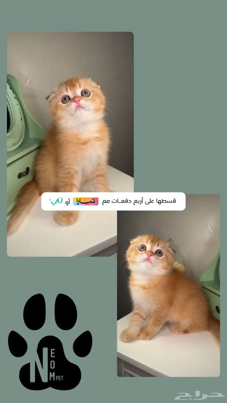 قط للبيع صغيرة سكوتش فولد ستريت شورت هير انثى ذكر كيتن بسه 1