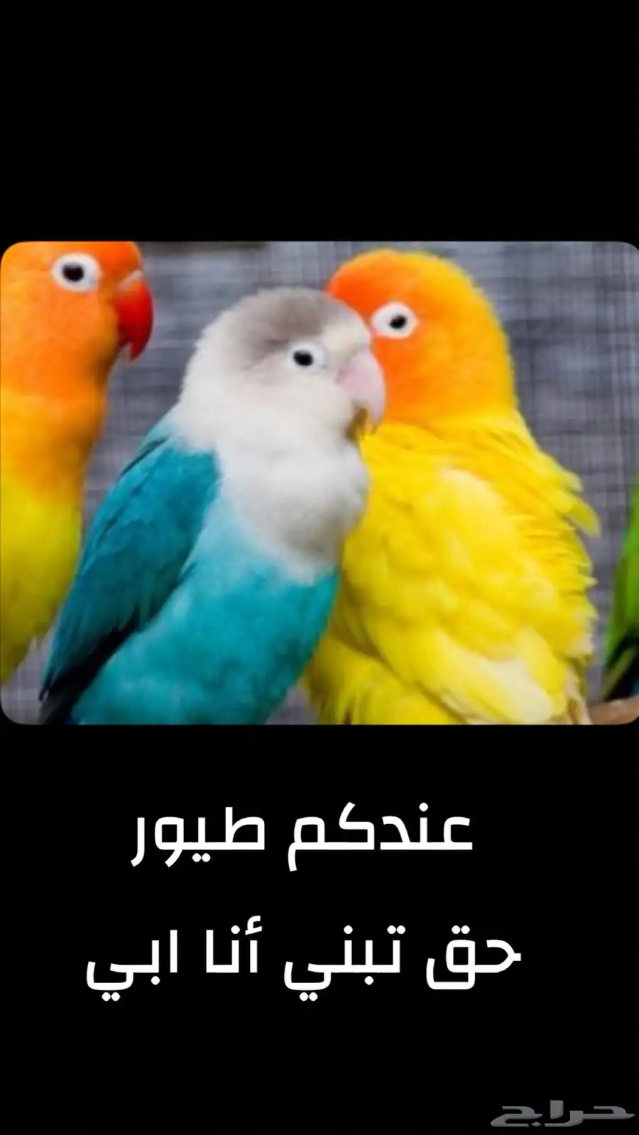 عندكم طيور تبني 0