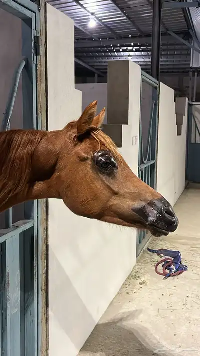 مهر عربي اصيل نسب فاخر 5