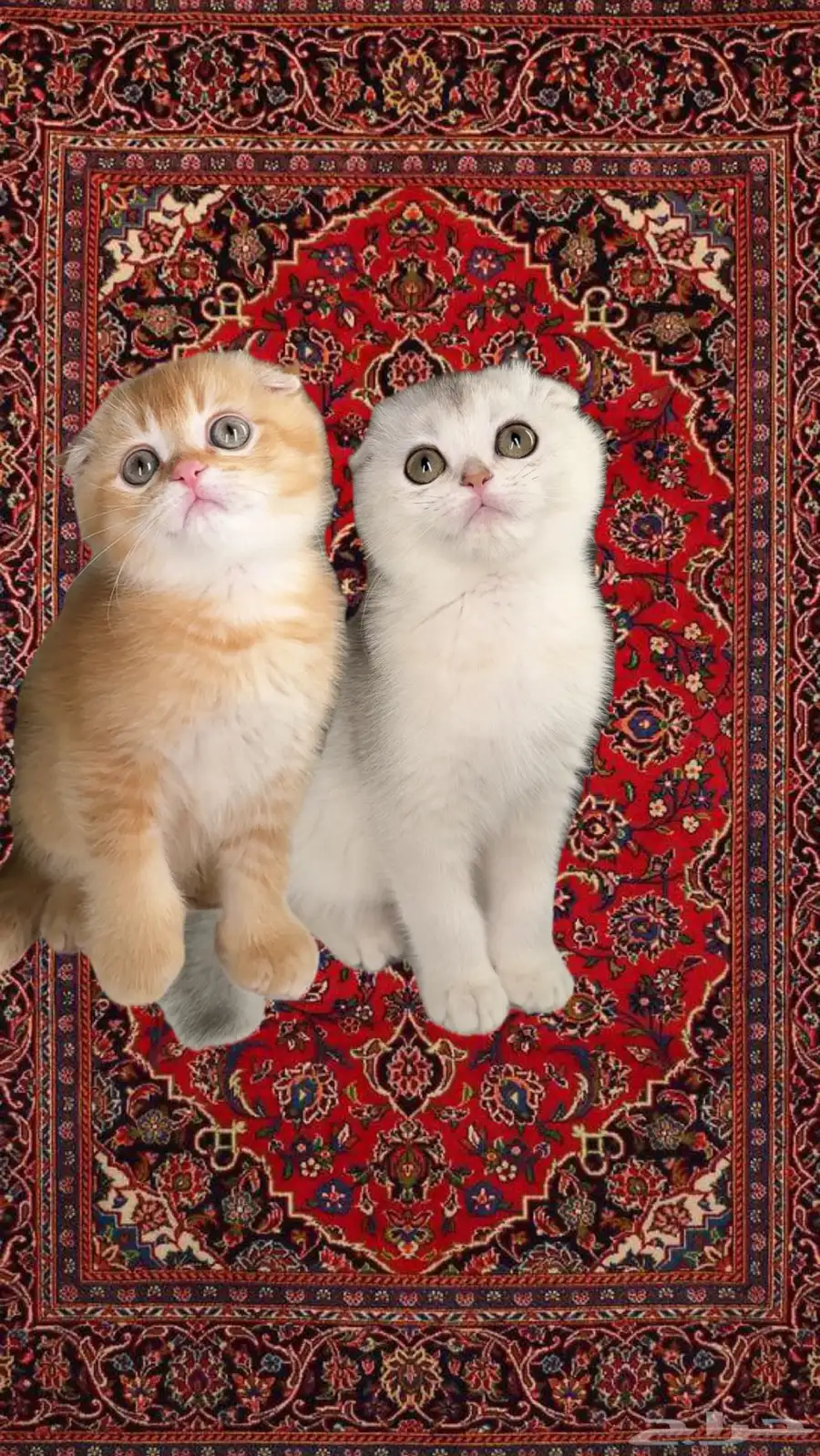 قط للبيع صغيرة سكوتش فولد ستريت شورت هير انثى ذكر كيتن بسه 0