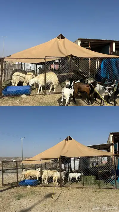 ذبائح مناسبات وثلاجه 3