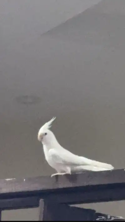 طير كروان مفقود 1