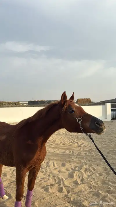 مهر عربي اصيل نسب فاخر 2