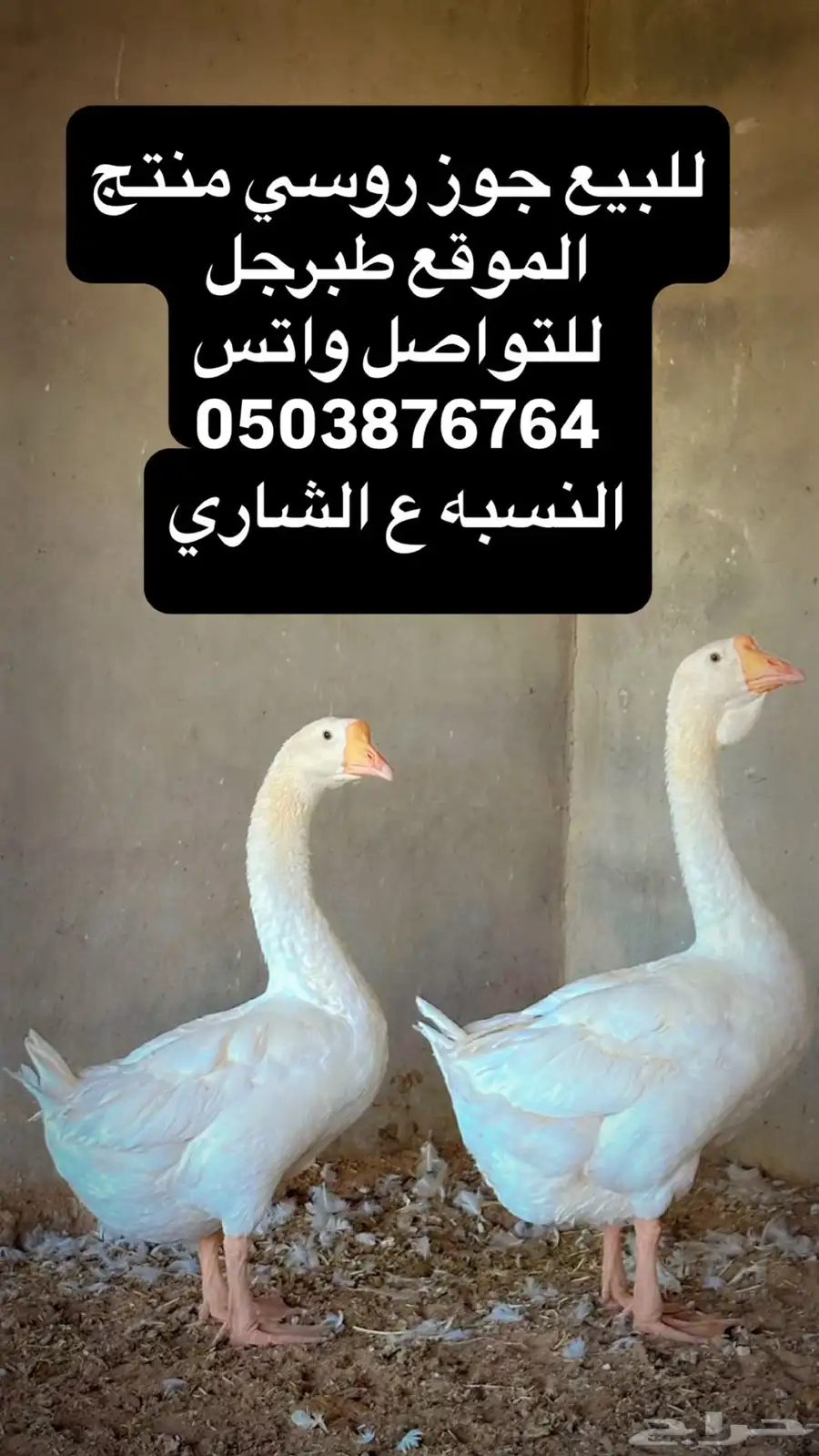 جوز وز روسي منتج 0