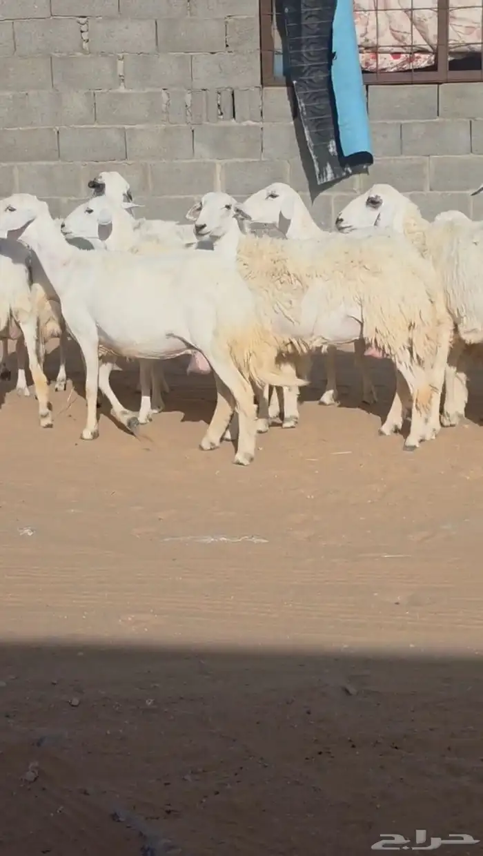 مراح غنم حريات دفيع ( تم البيع ) 0