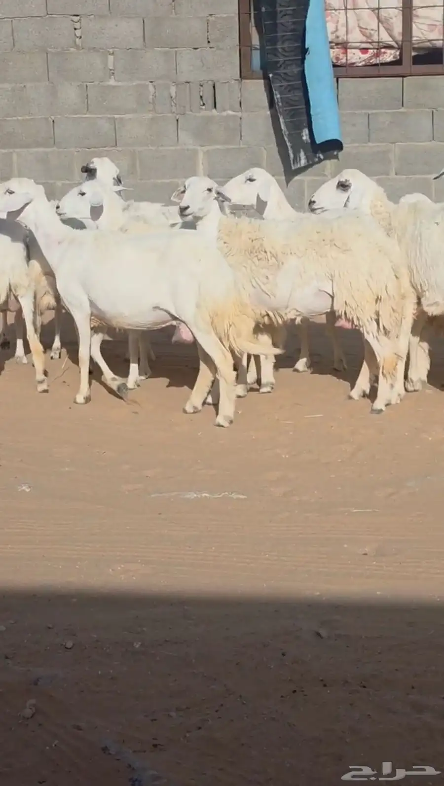 مراح غنم حريات دفيع وحصيب 0