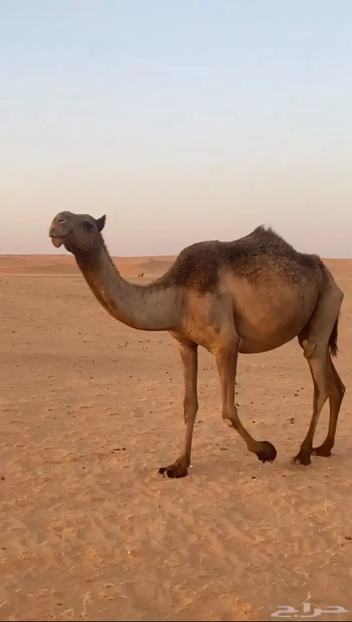 ناقه صفراء للبيع 0