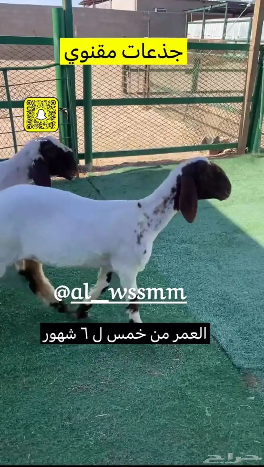 جذعات مقنوي طيبه 0