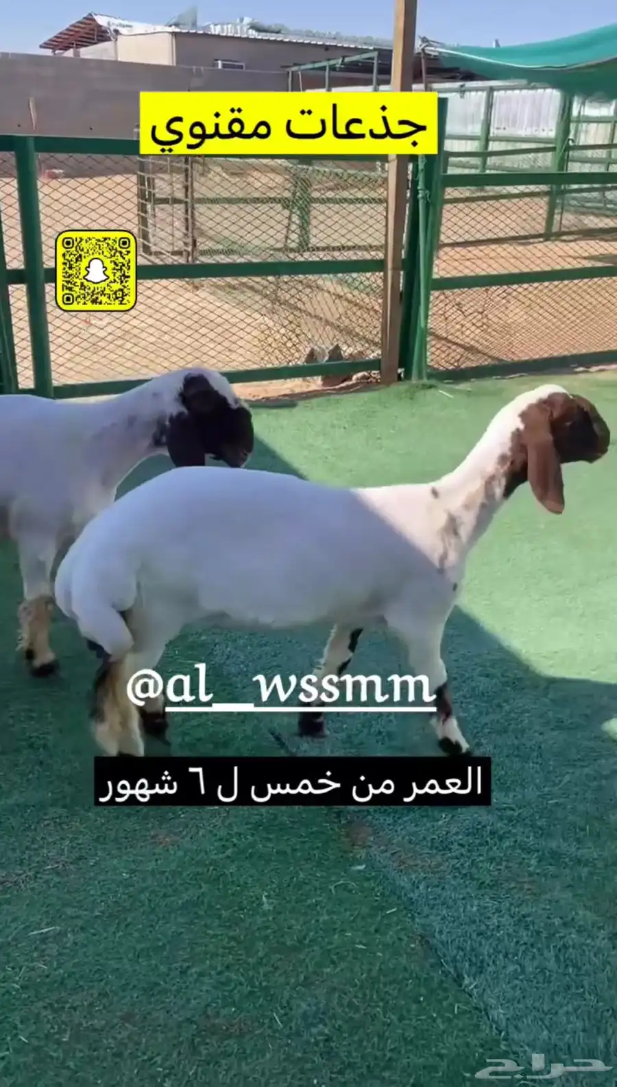 جذعات مقنوي طيبه 2