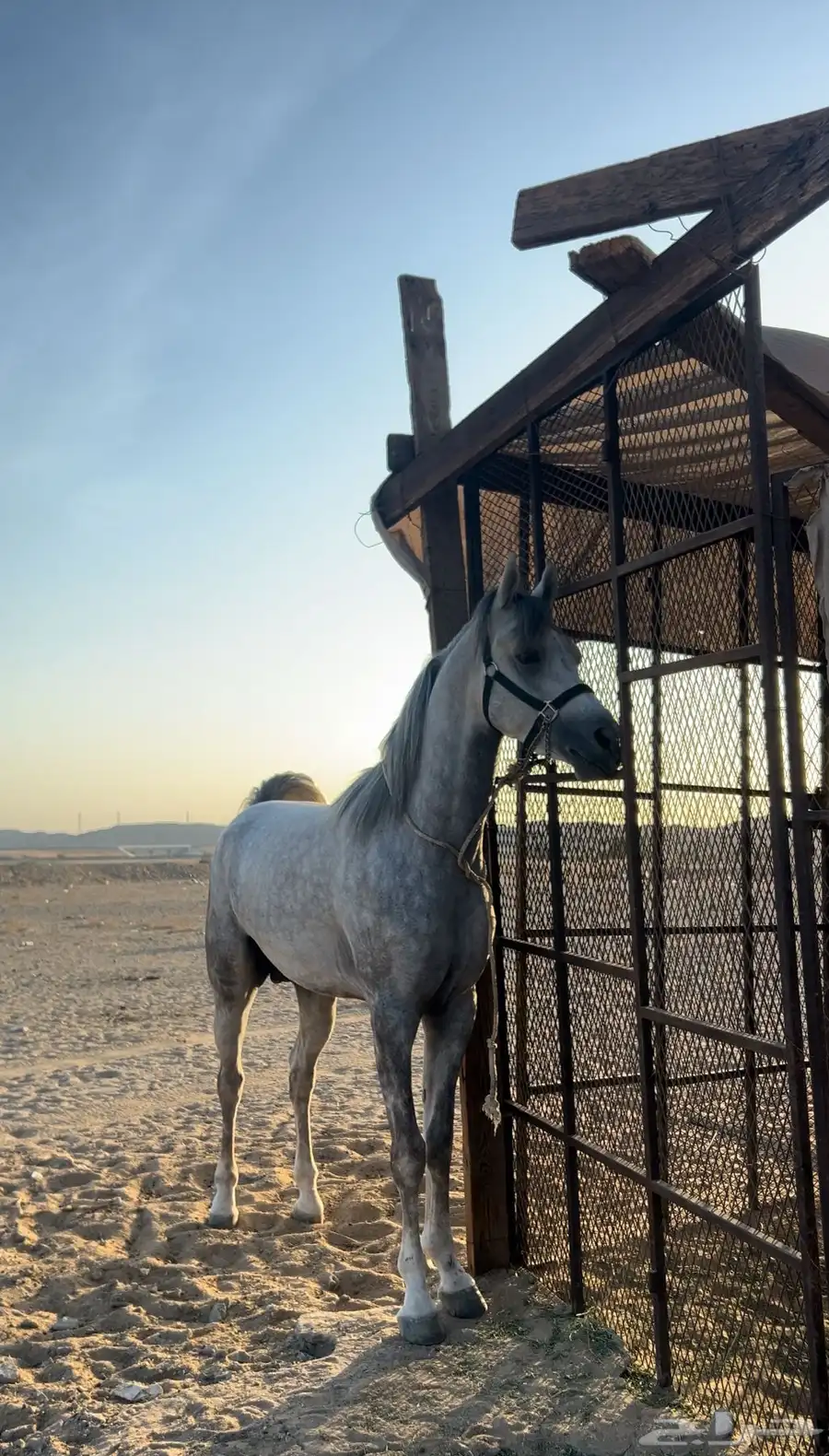 حصان 0