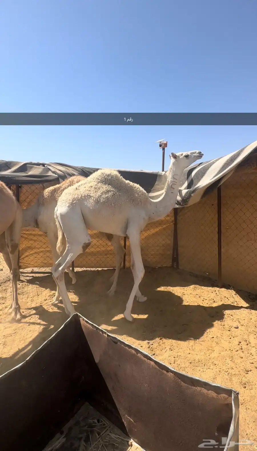 ابكار مفاريد للبيع 0