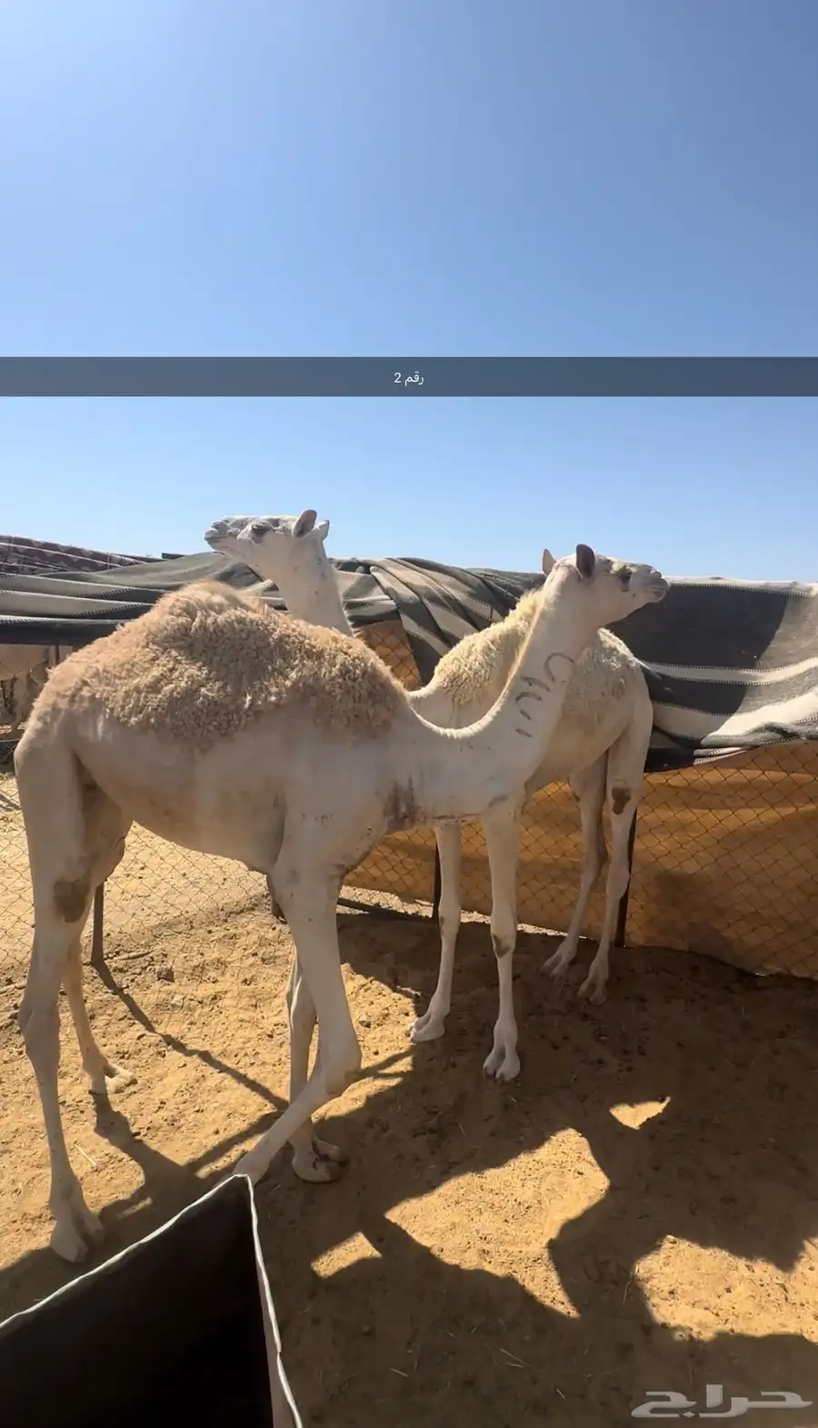 ابكار مفاريد للبيع 1