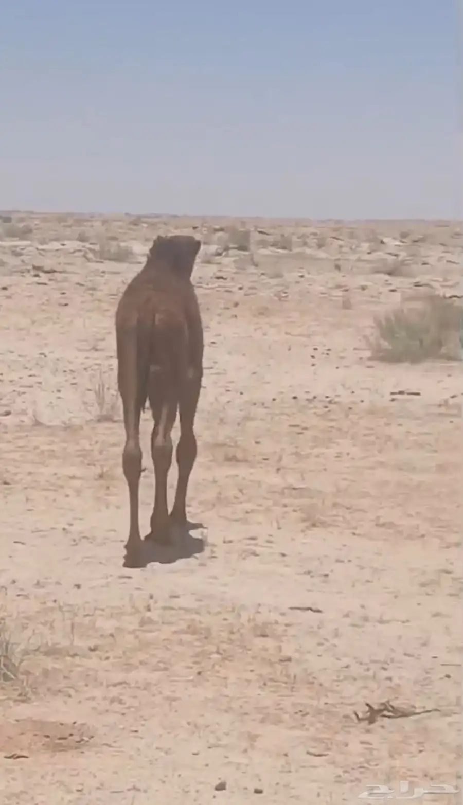 قعود العمر شهرين انباع الله يبارك للي شراه 0