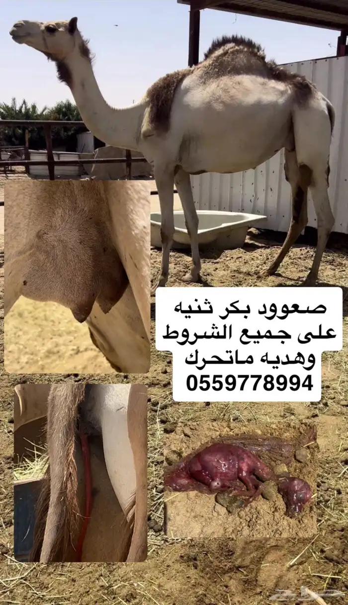 صعود بكر ثنيه 0