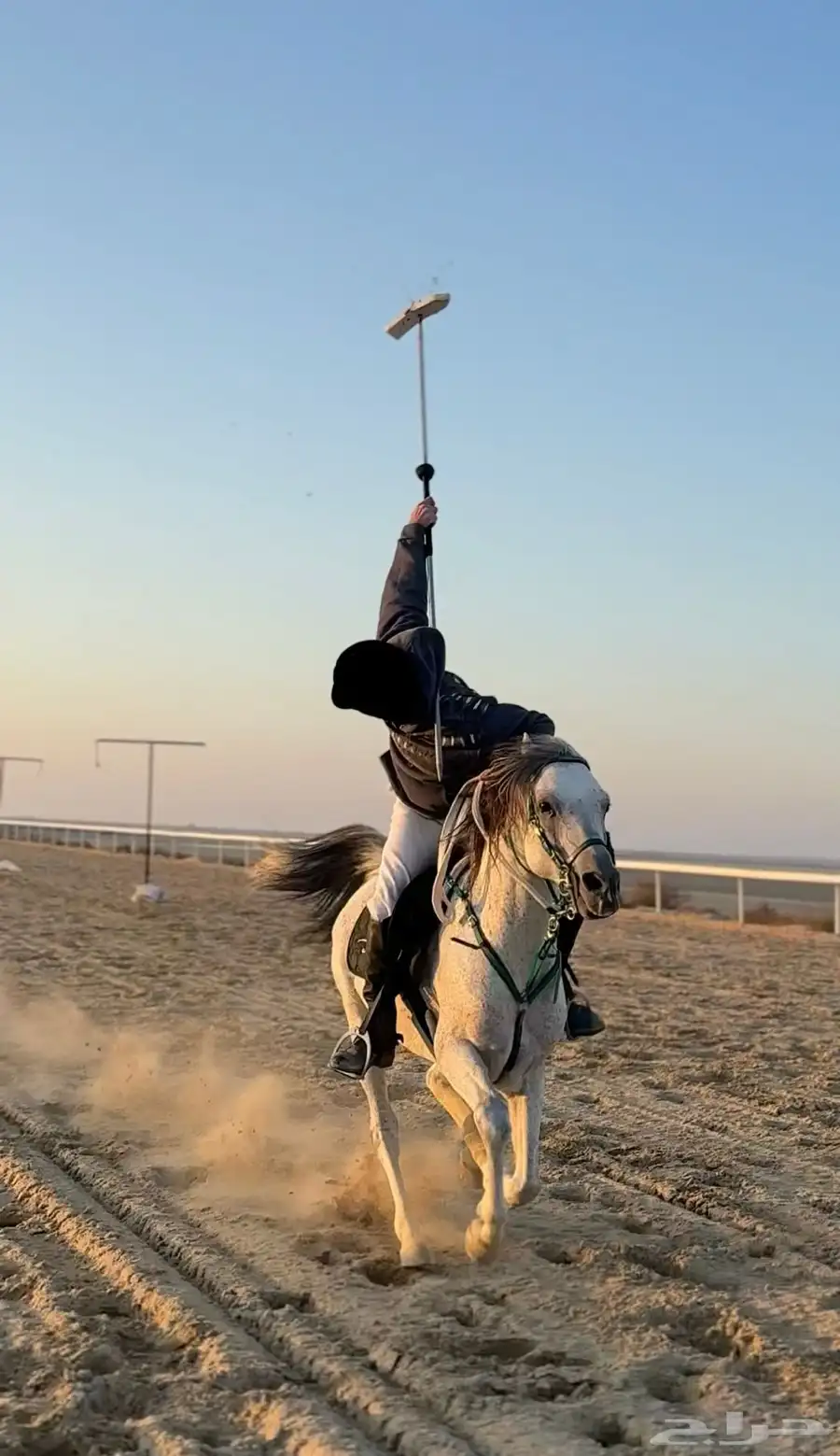 حصان 6
