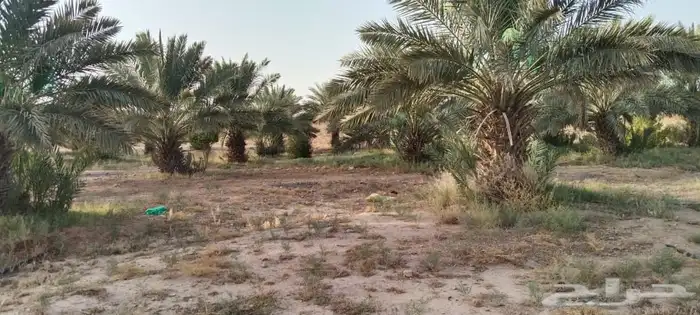 مزرعه للبيع 0