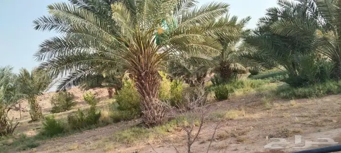 مزرعه للبيع 4