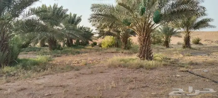 مزرعه للبيع 1