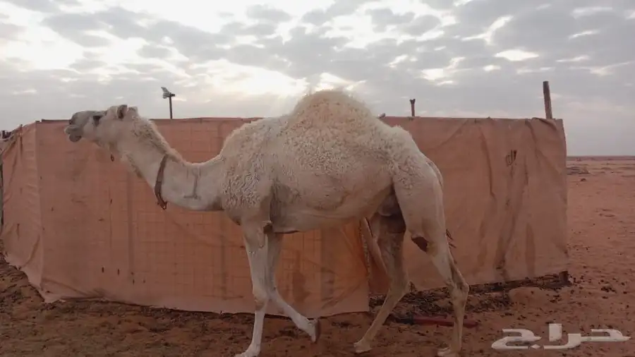 مقابل مركز العروسي الخنفر 0