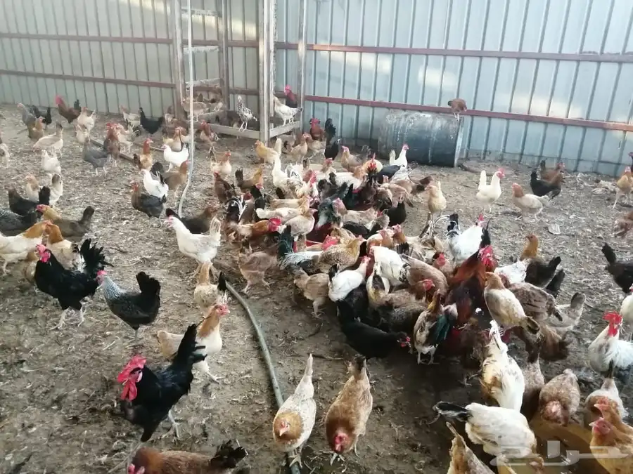ديوك 6