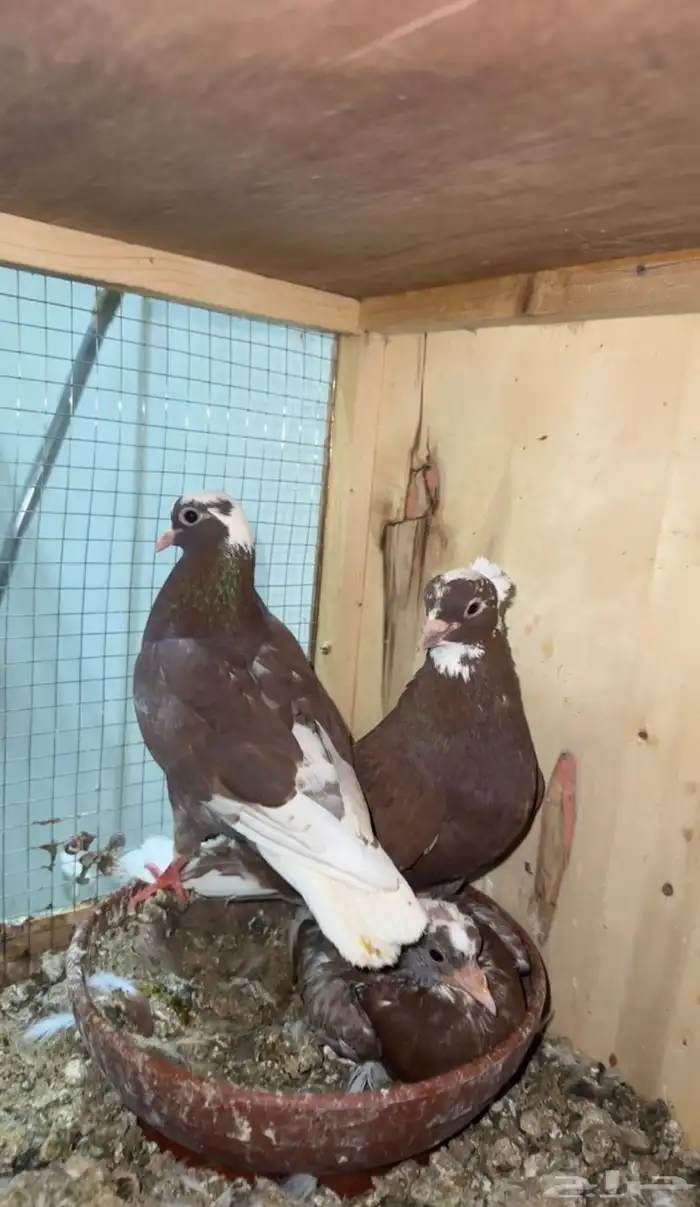 جوز قطايف حمر ذنباويات 2