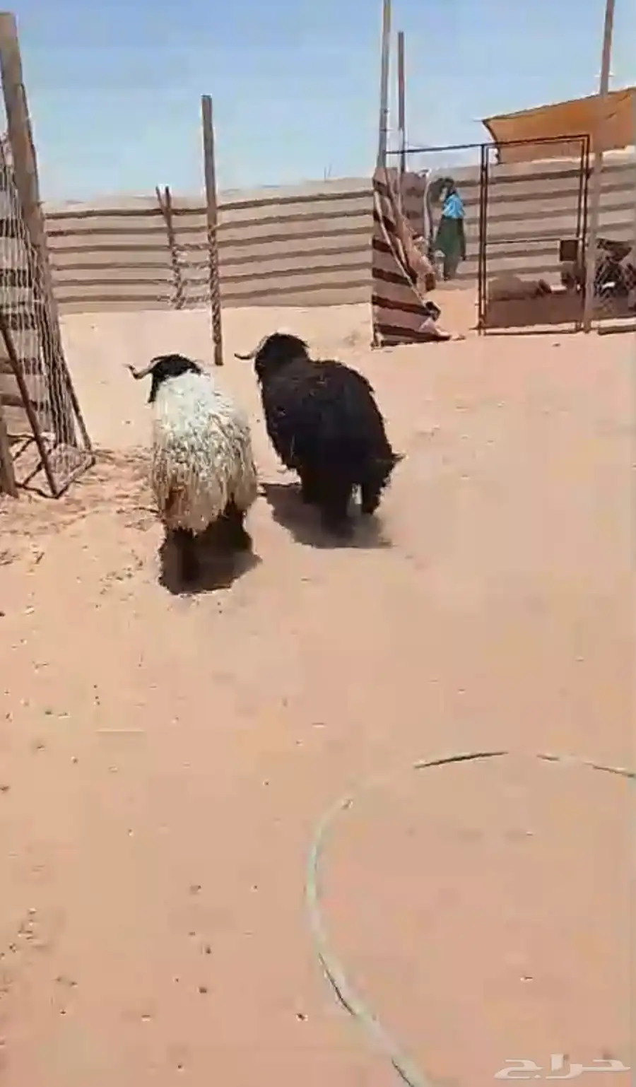 ذبايح 1