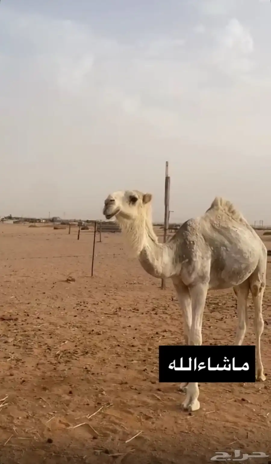 قعود طيب 3