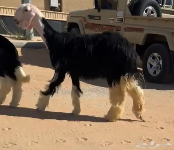 رخل نجديه كفو ( تم البيع ) 0